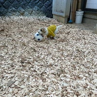 画像239