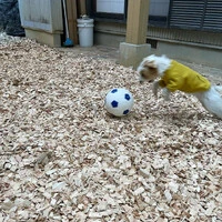 画像241