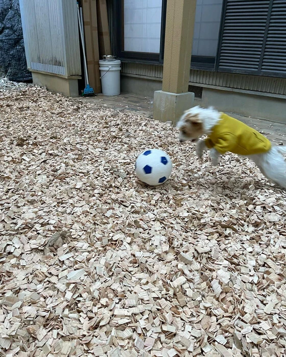 画像241