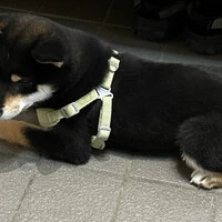 画像251
